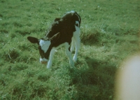 https://flashcameraproject.com/files/gimgs/th-26_calf.jpg